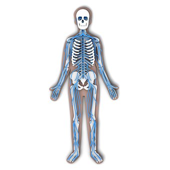 Anatomi, Human, Nerver, Nervøs, Nerve