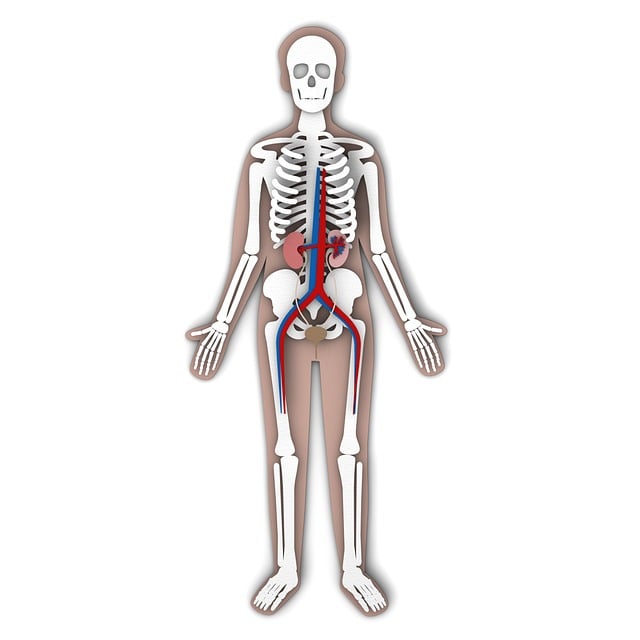 超过 2000 张关于“Bladder Anatomy”和“解剖学”的免费图片 - Pixabay