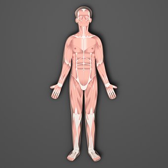 Anatomi, Human, Muskler, Fitness