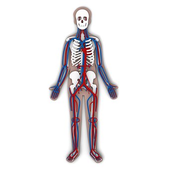 Anatomi, Human, Vener, Arterier, Arterie