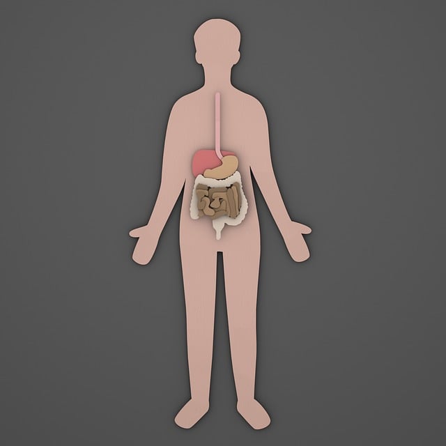 Free Digestion Digestive photo and picture