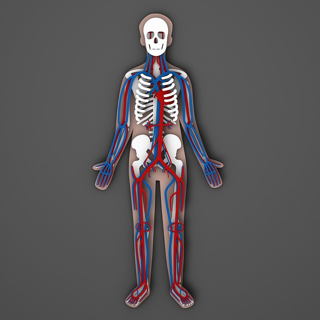 Free Circulation Circulatory photo and picture