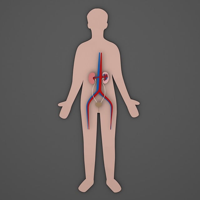 Free urinary urology urine illustration