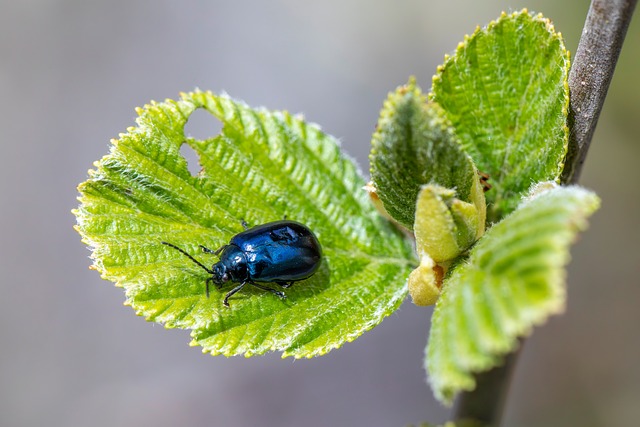 Insectes Ravageurs Insectes Ravageurs Agricoles - Photo gratuite sur Pixabay