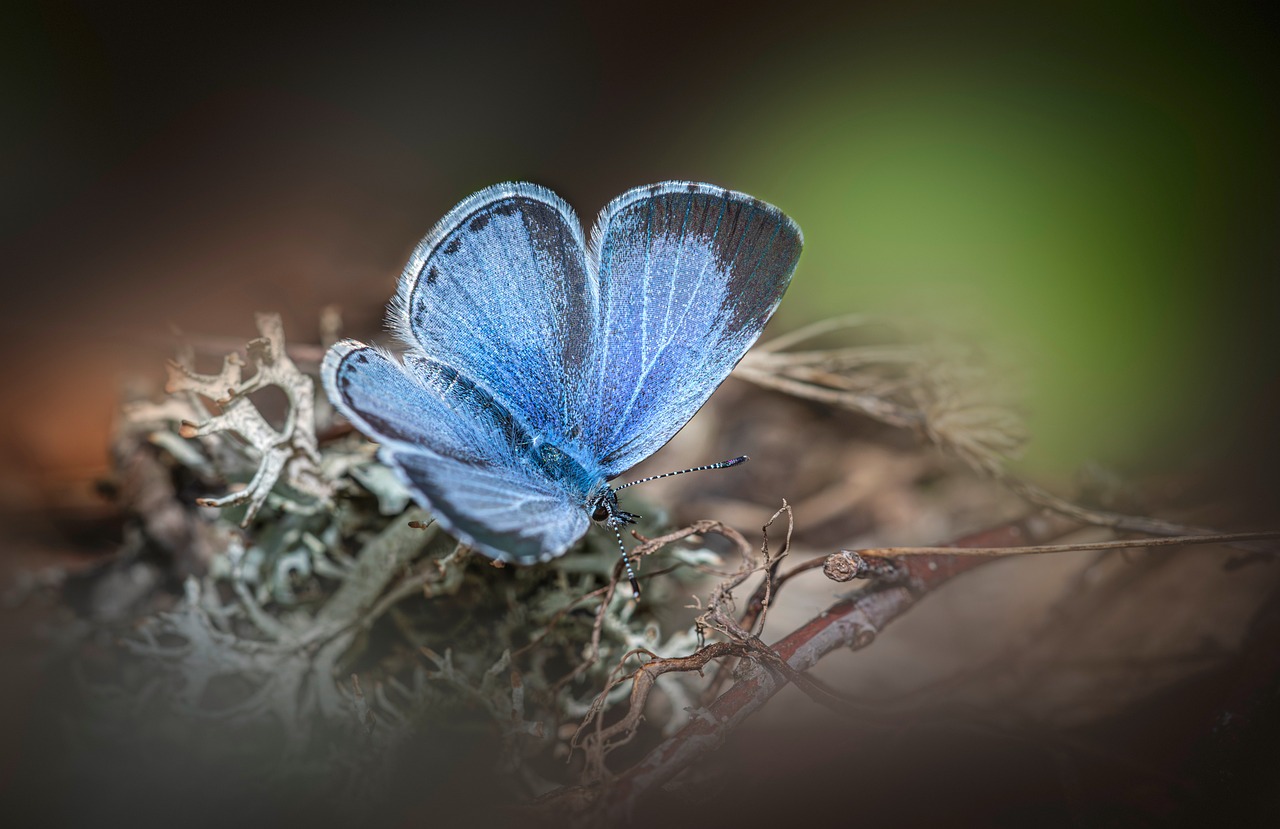 Lepidoptera - free online jigsaw puzzle photo
