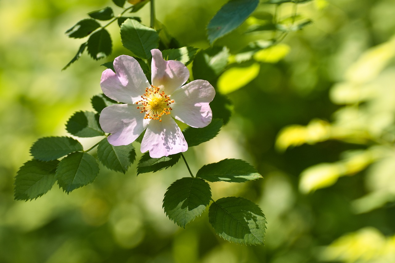 Flower Spring Summer - Free photo on Pixabay