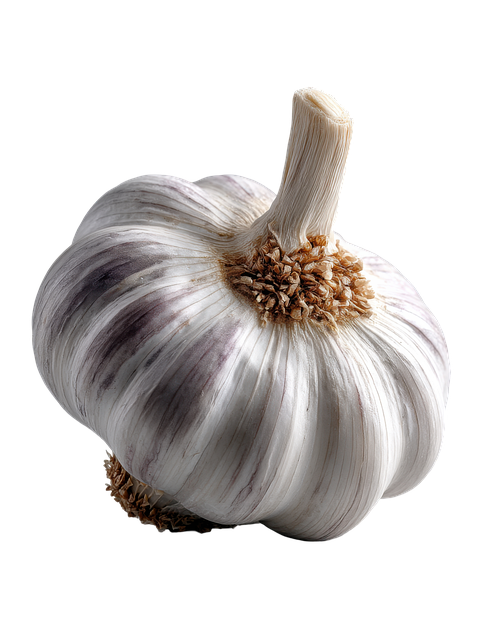 Free garlic bulb clove illustration