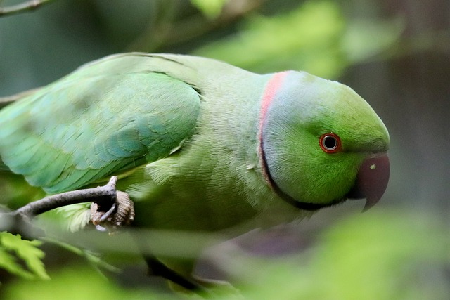 Free Ring-Necked Parakeet Parakeet photo and picture