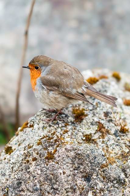 Robin, Natur, Fugl, Sangfugl, Dyreliv