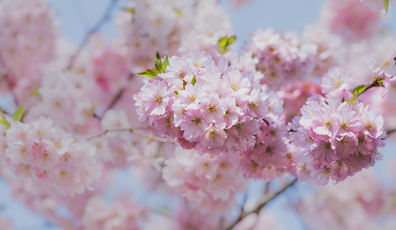 無料の桜の写真と画像