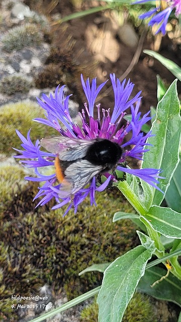 Free Bumblebee Spring photo and picture