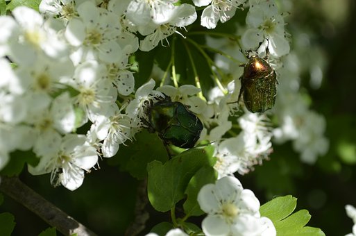 Kever, Insect, Natuur, Aurata, Lente