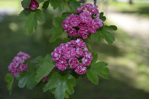 Bloem, Natuur, Lente, Roze, Green