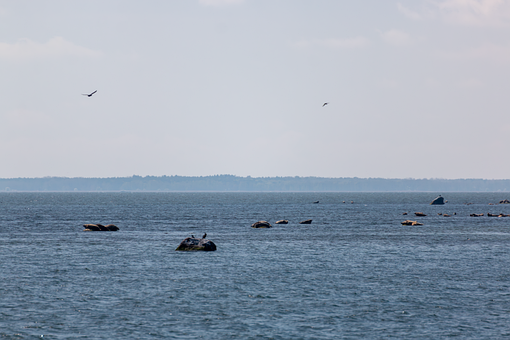 Free Seal Seals photo and picture