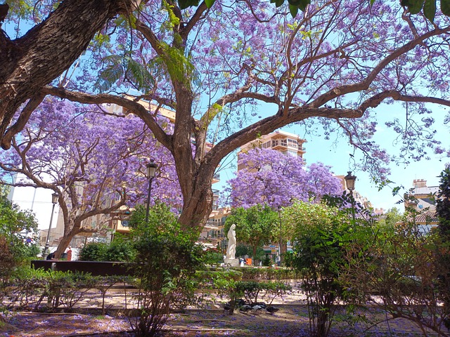 Free Jacaranda Flowering photo and picture