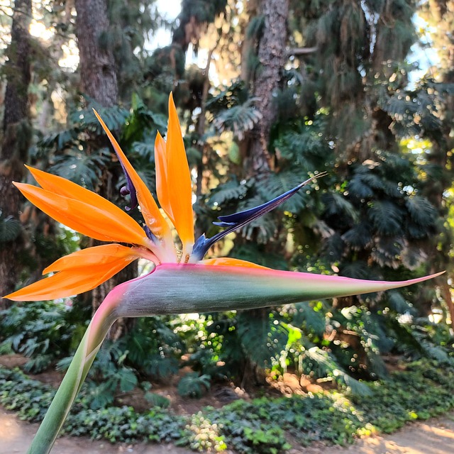 Free Flower Of Paradise Flower photo and picture
