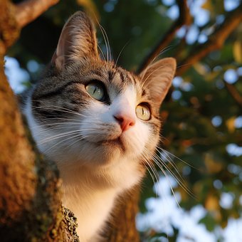 Free Nature Feline illustration and picture