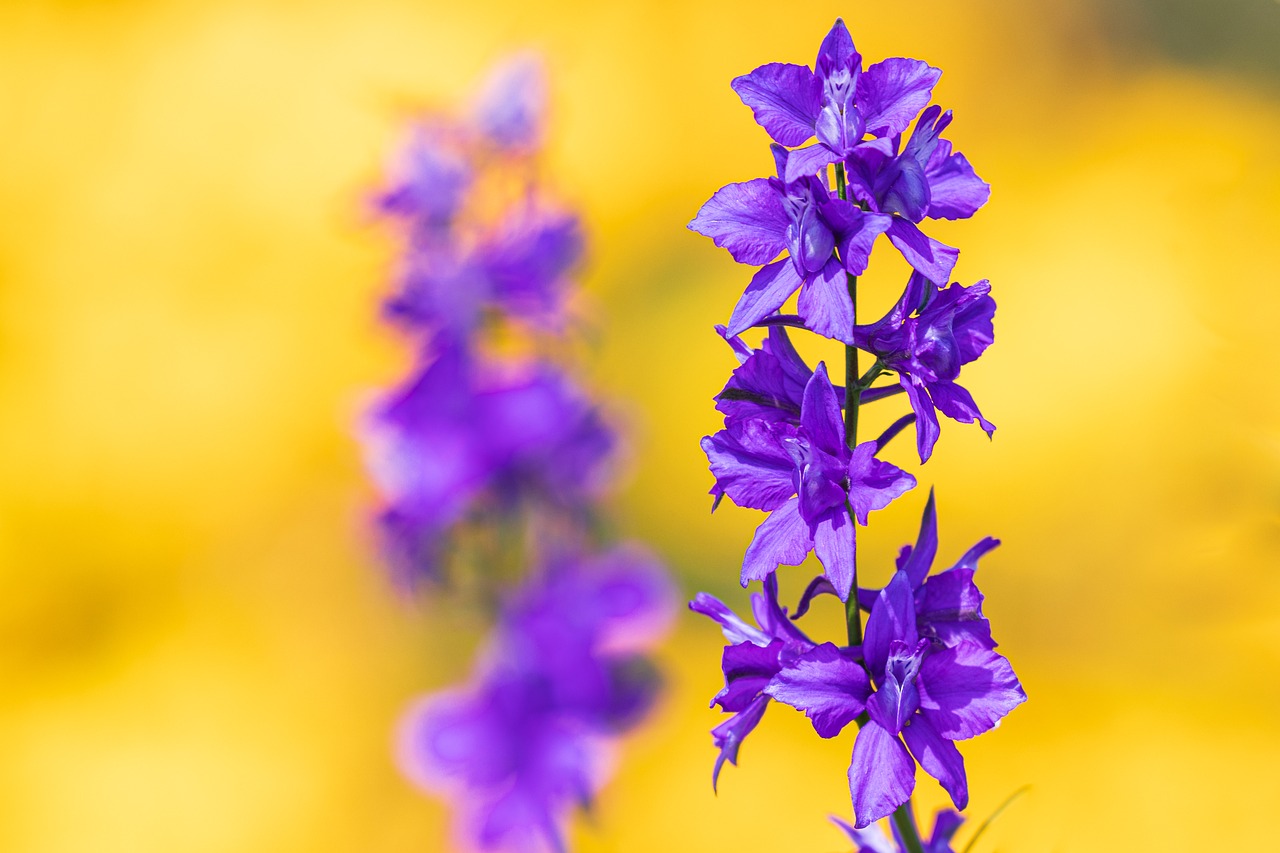 Fleur Fleurir Bloom - Photo gratuite sur Pixabay