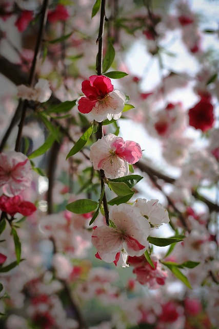 Blomst, Blomstre, Forår, Plante, Sakura