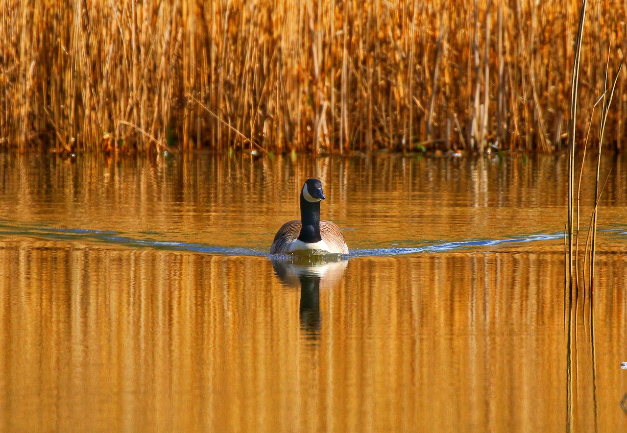 Goose Reed Canada Goose Reeds - Free photo on Pixabay