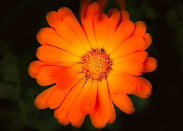 Free Calendula Worry photo and picture