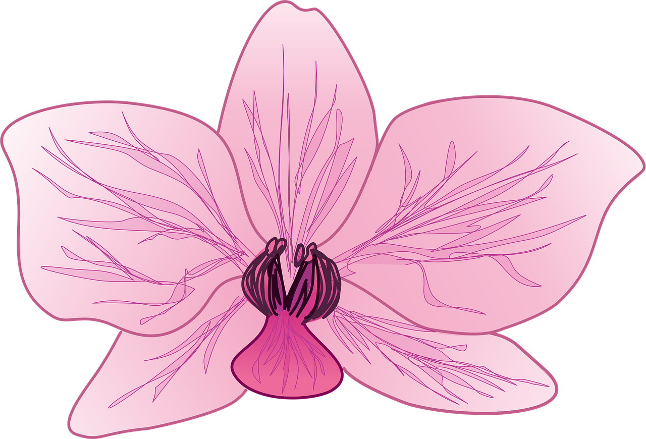 Over 30 Free Orchid Vectors - Pixabay
