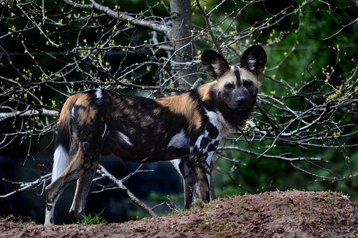 Free African Wild Dog Painted Dog photo and picture