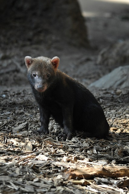 Free Bush Dog Dog photo and picture