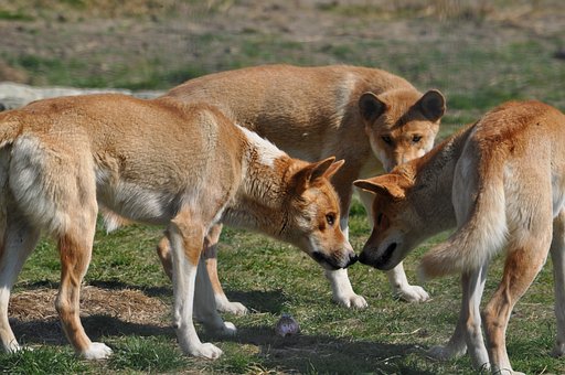 Free Dingo Wild Dog photo and picture