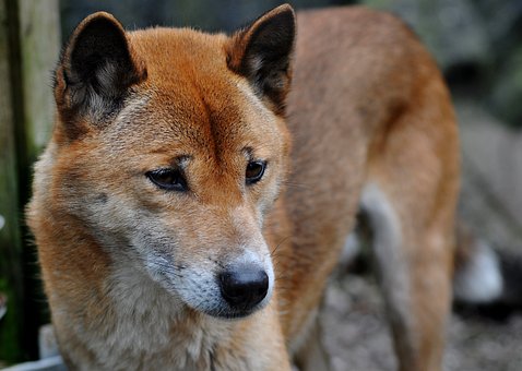 Free Dog New Guinea Singing Dog photo and picture