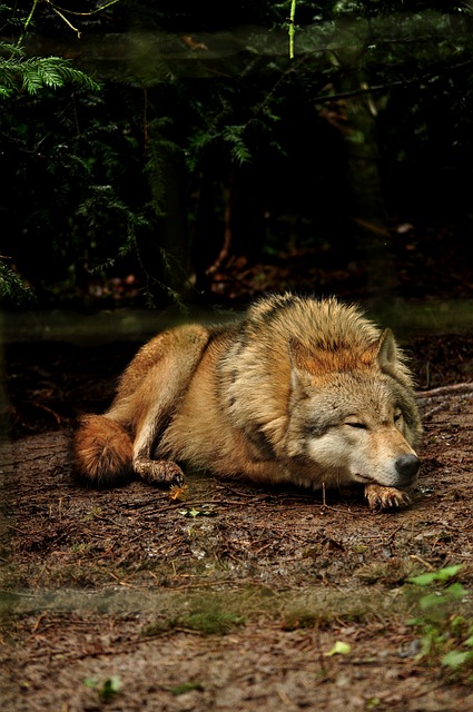 Free Eurasian Wolf Grey Wolf photo and picture