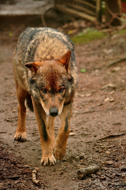 Free Eurasian Wolf Grey Wolf photo and picture