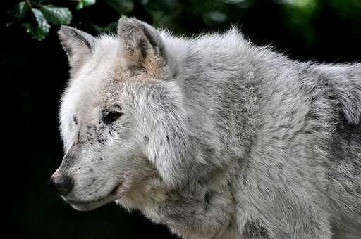 Free Grey Wolf Timber Wolf photo and picture