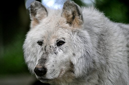 Free Grey Wolf Timber Wolf photo and picture