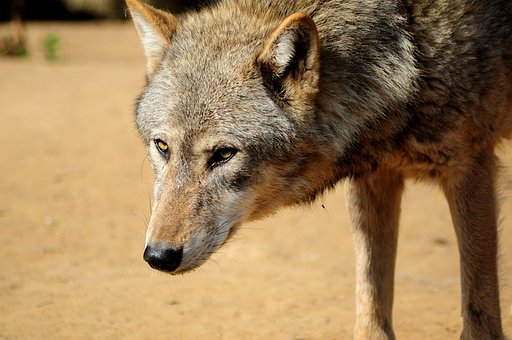 Free Grey Wolf Wolf photo and picture