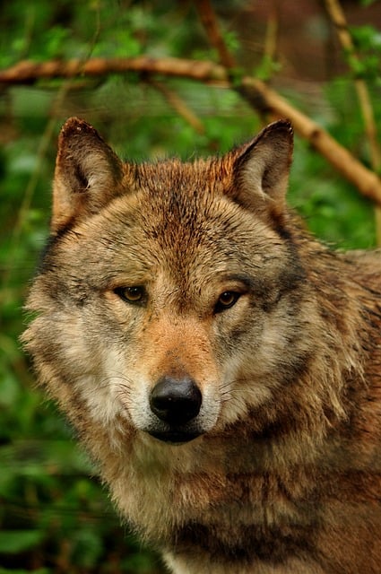 Free Grey Wolf Wolf photo and picture