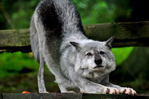 Free Wolf Grey Wolf photo and picture