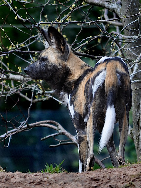 Free African Wild Dog Pet photo and picture