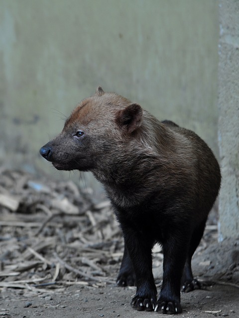 Free Bush Dog Dog photo and picture