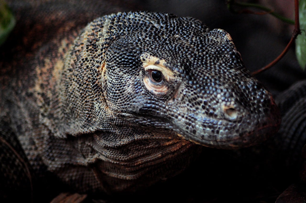 Reptile - free online jigsaw puzzle photo