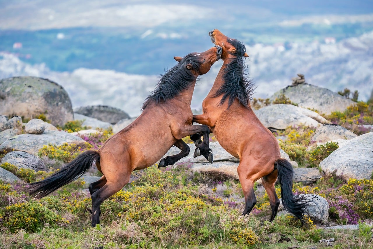 Images de Cheval Png - Téléchargement gratuit sur eepik