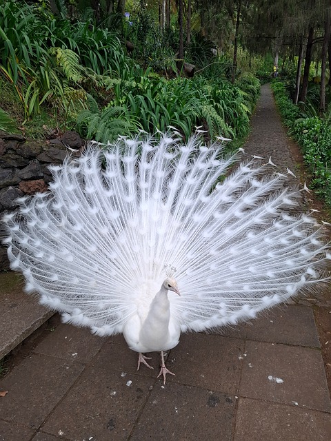Weißer Pfau, Vogel, Natur