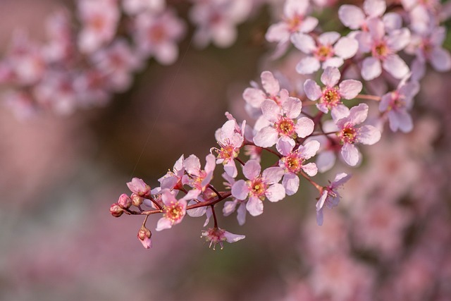 Flores, Cereja De Pássaro, Rosa