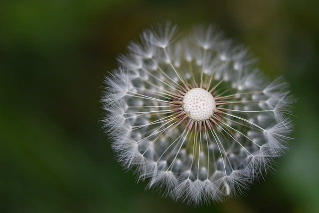 Dandelion Nature Plant Free Photo On Pixabay Dandelion 9583035 640