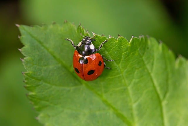 Free Insect Pollinator Insect Species photo and picture