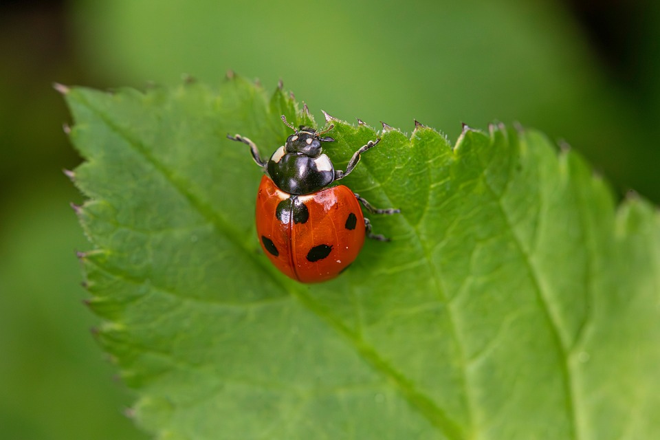 Poliator Insects Insect Pollinator Species - Free photo on Pixabay