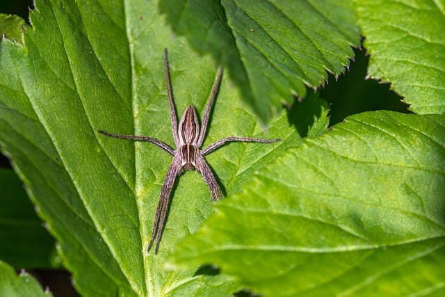 Free Wildlife Observation Arachnids photo and picture