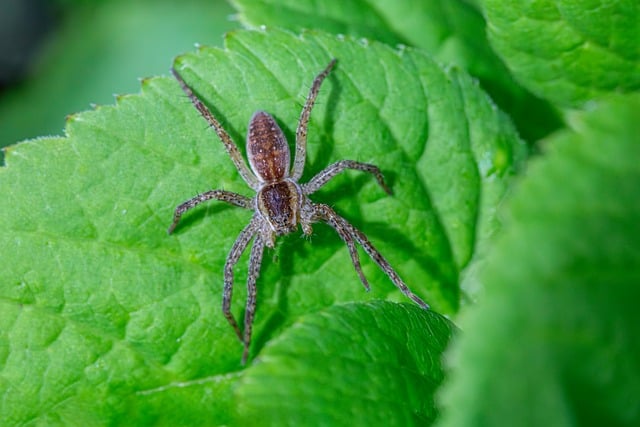 Free Wildlife Observation Arachnids photo and picture