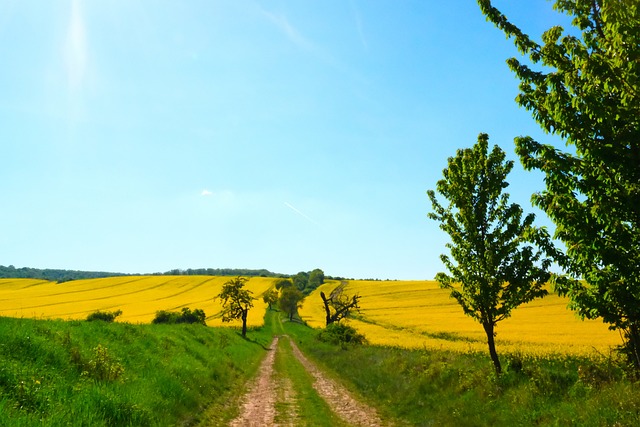 Free Field Of Rapeseeds Landscape photo and picture