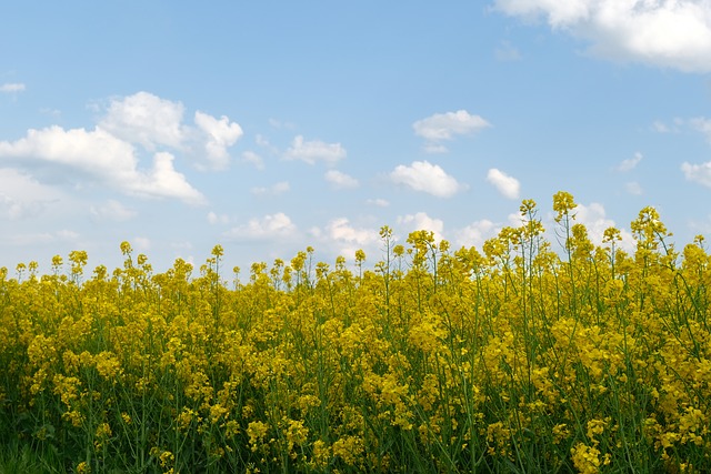 Free Field Of Rapeseeds Rape Blossom photo and picture